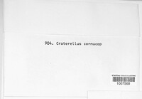 Craterellus cornucopioides image